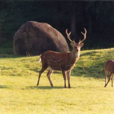 Wildberghof Tiere (klein)