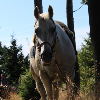 Pferd am Hirschenstein