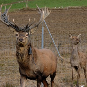grub_hirsch.JPG