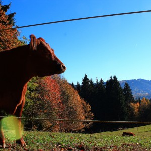 Murr-Hofstetten-3.JPG